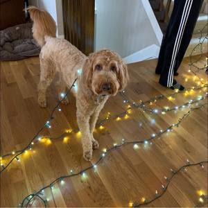 Meet your Posher, Julie